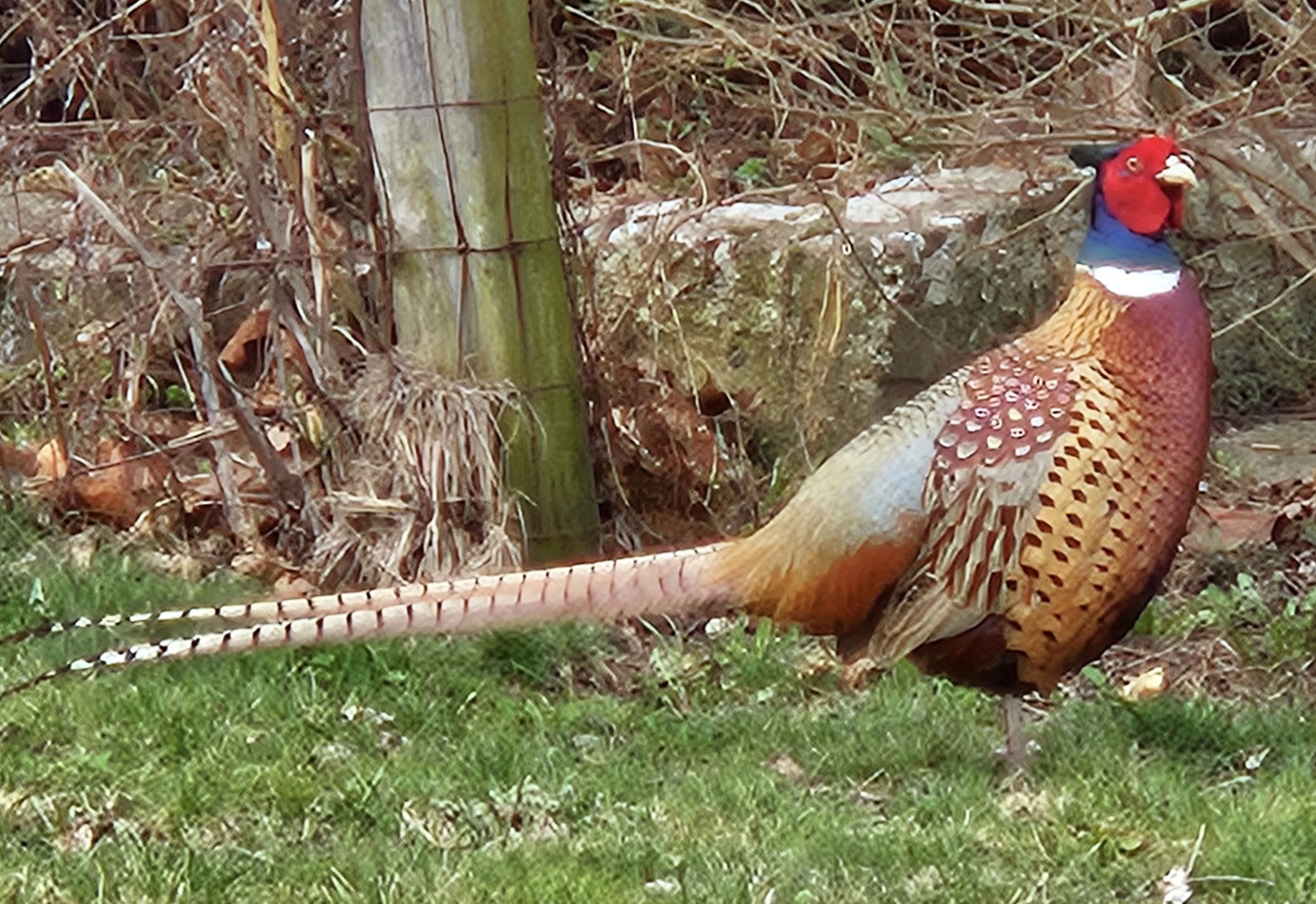 pheasant image