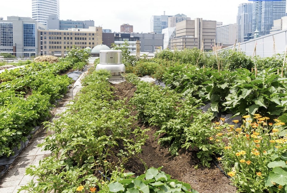 Roof top Garden