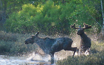Moose frolicking in water